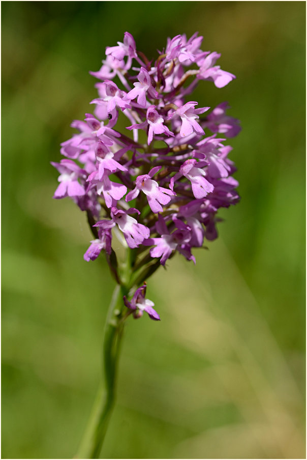 Pyramiden-Orchis (Anacamptis pyramidalis)