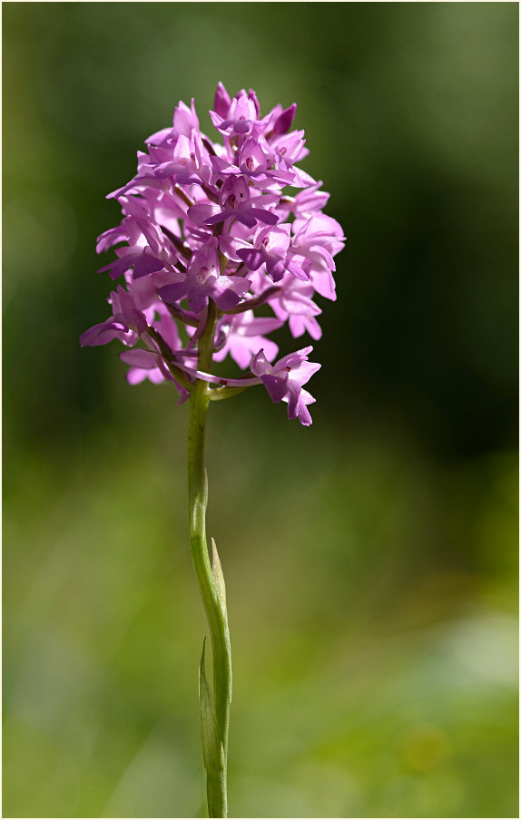 Pyramiden-Orchis (Anacamptis pyramidalis)