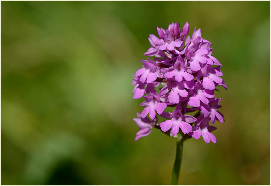 Pyramiden-Orchis (Anacamptis pyramidalis)