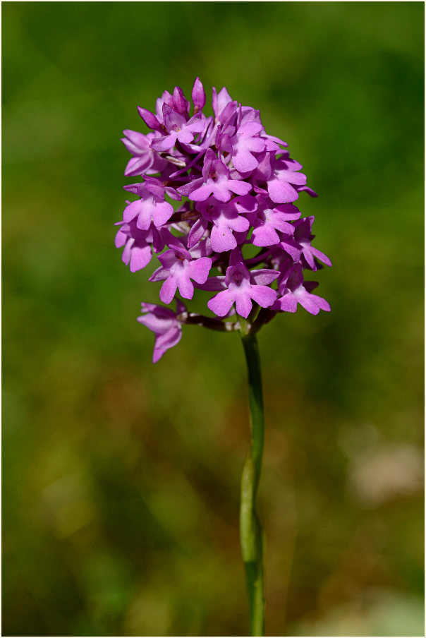 Pyramiden-Orchis (Anacamptis pyramidalis)