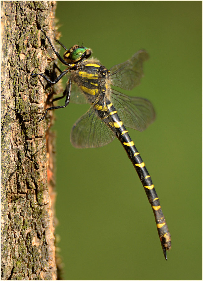 Libellen, Zweigestreifte Quelljungfer