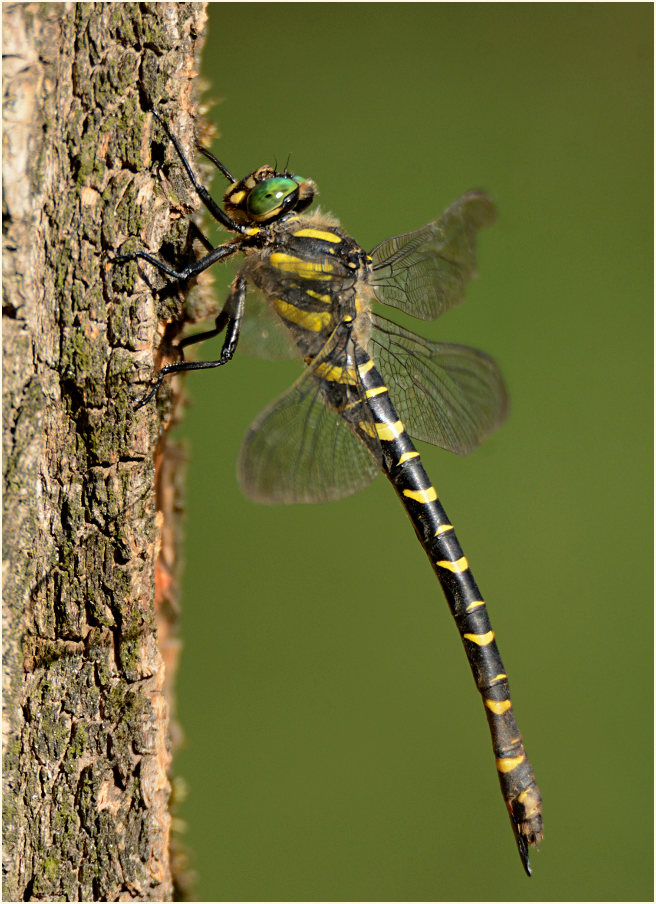 Libellen, Zweigestreifte Quelljungfer