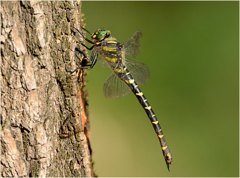 Libellen, Zweigestreifte Quelljungfer