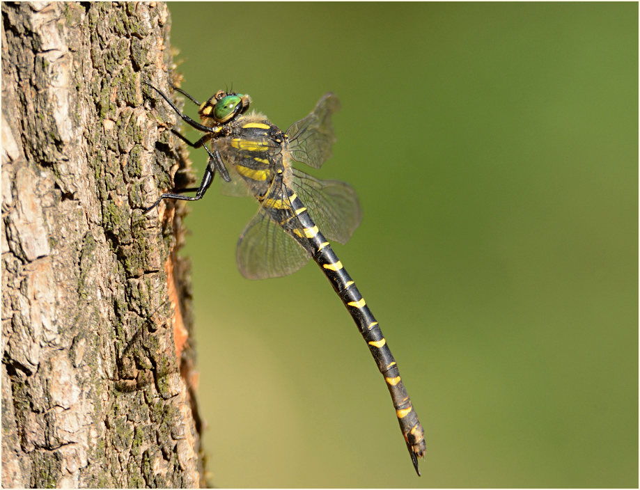 Libellen, Zweigestreifte Quelljungfer