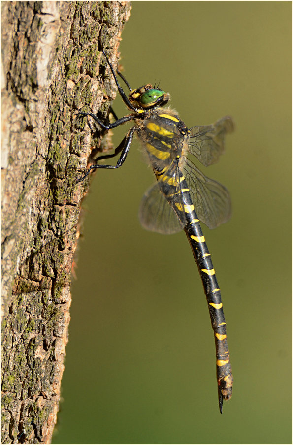 Libellen, Zweigestreifte Quelljungfer