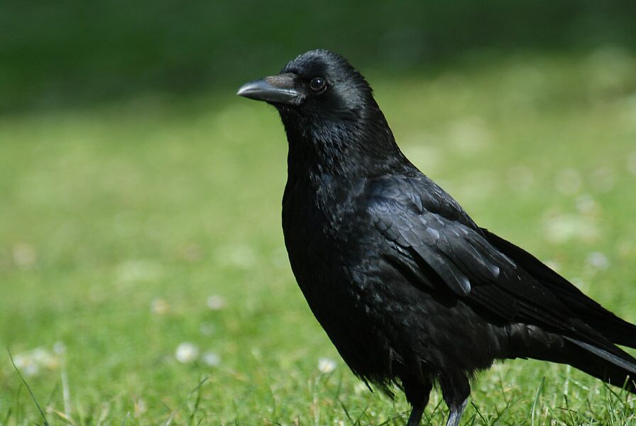 Rabenkrähe
