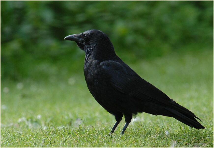 Rabenkrähe