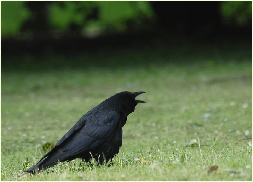 Rabenkrähe