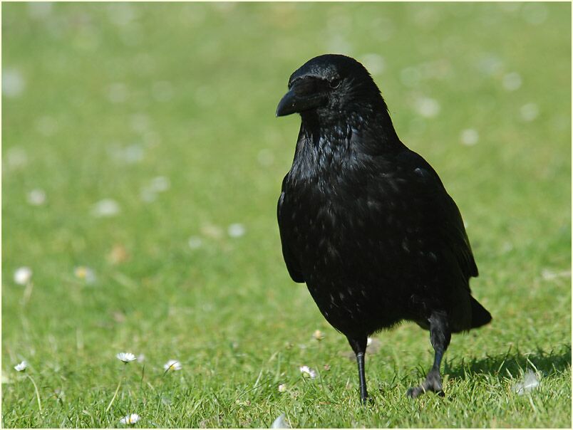 Rabenkrähe