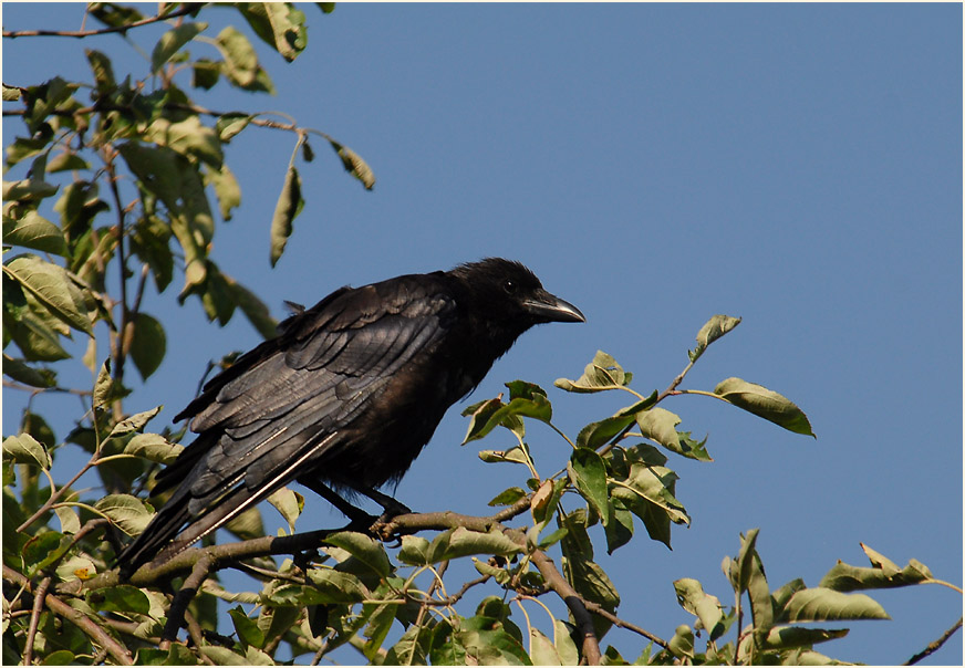 Rabenkrähe