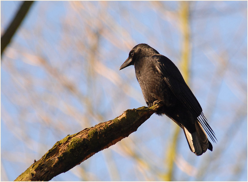 Rabenkrähe