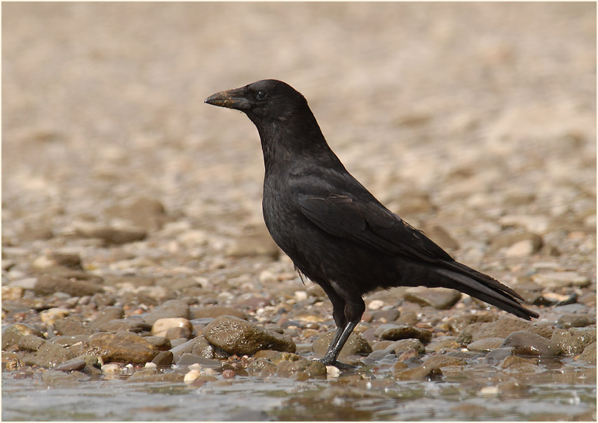 Rabenkrähe