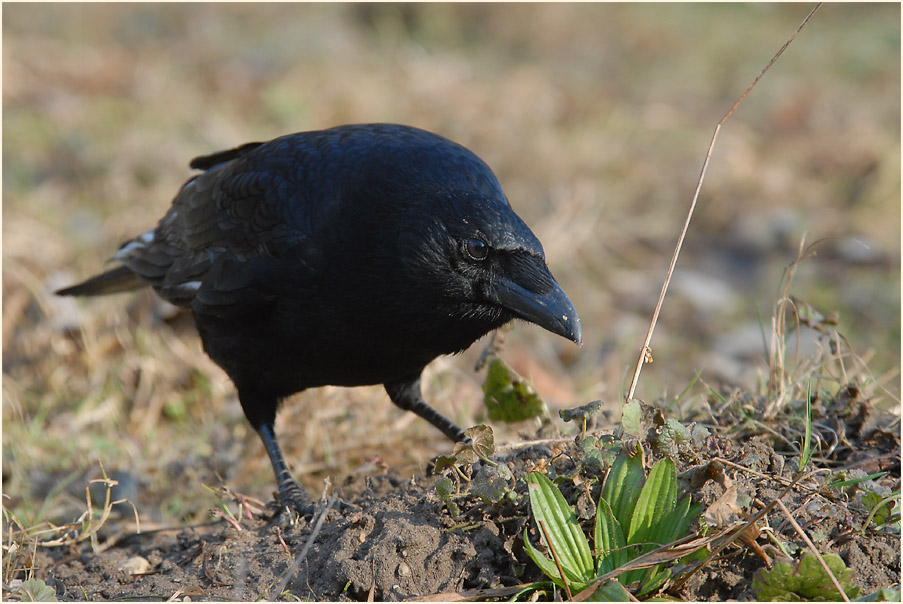 Rabenkrähe
