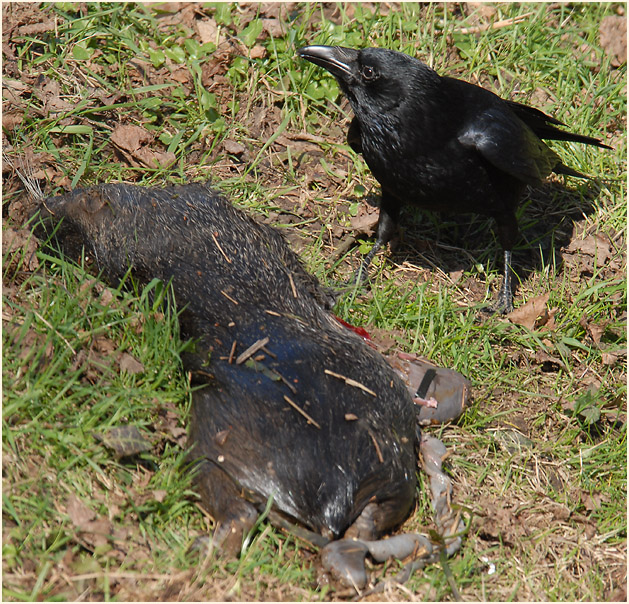 Rabenkrähe