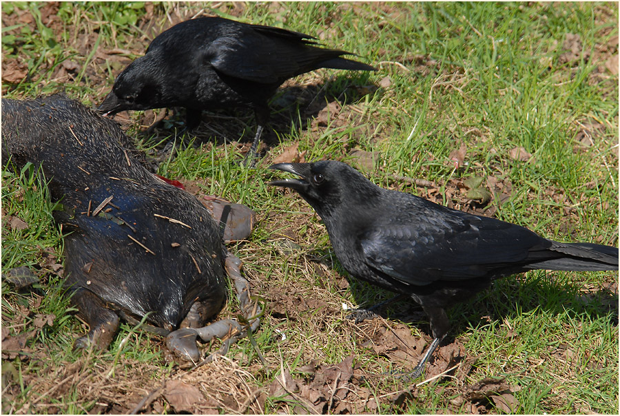 Rabenkrähe