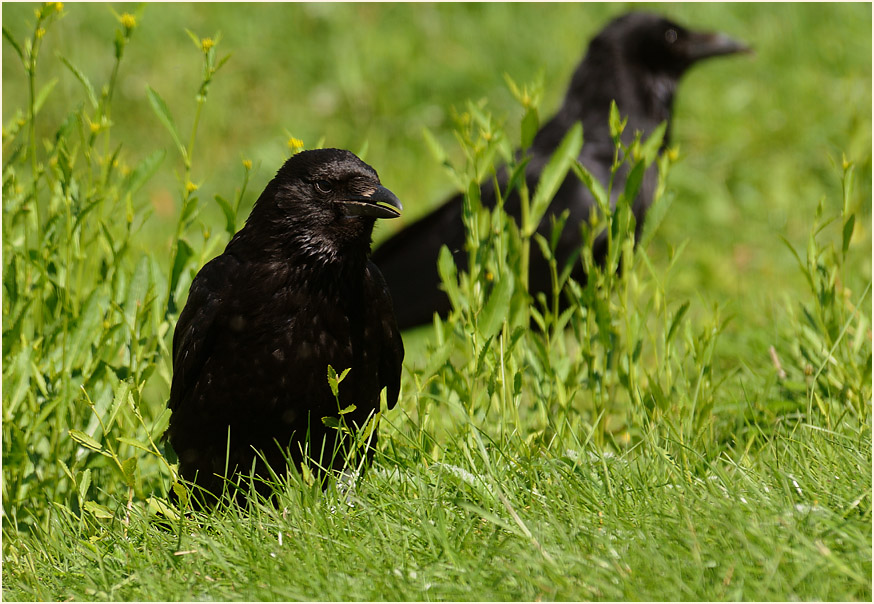 Rabenkrähe