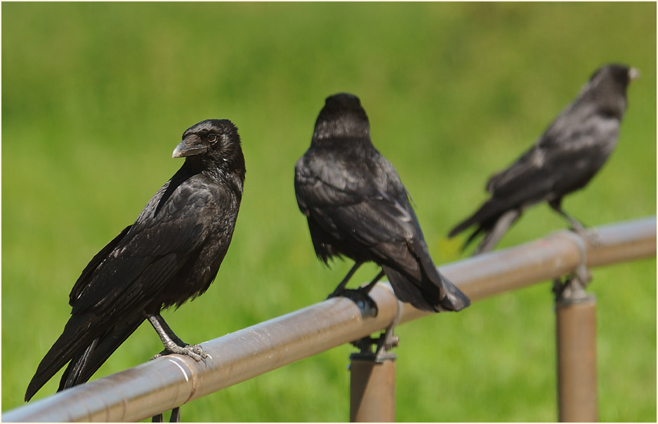 Rabenkrähe