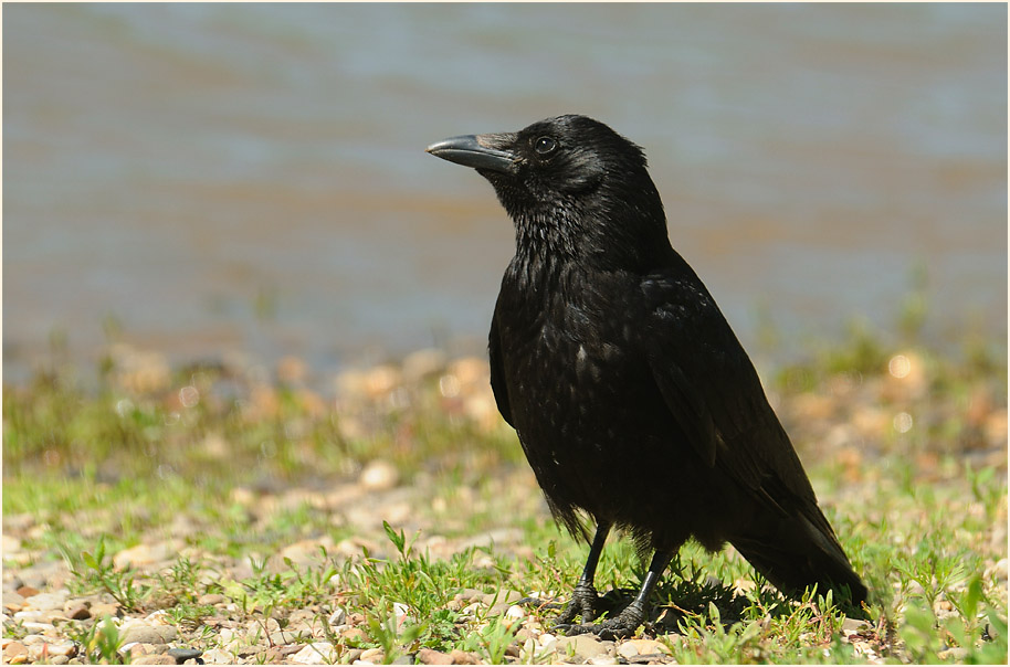 Rabenkrähe