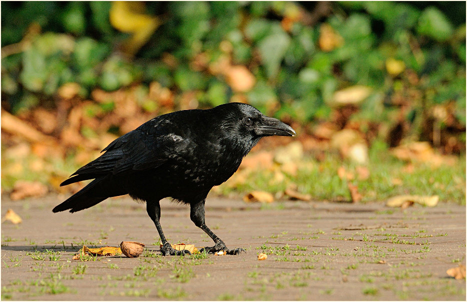 Rabenkrähe