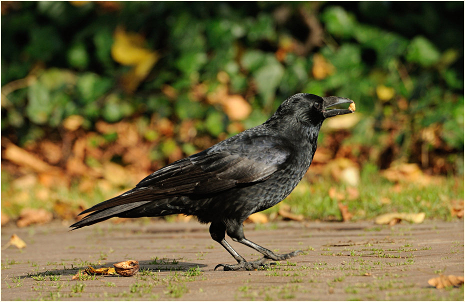 Rabenkrähe