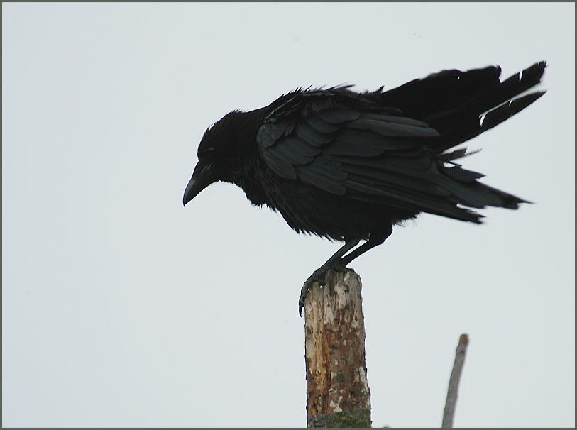 Rabenkrähe