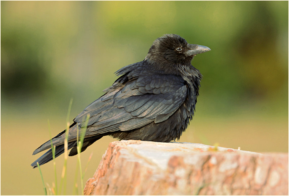 Rabenkrähe