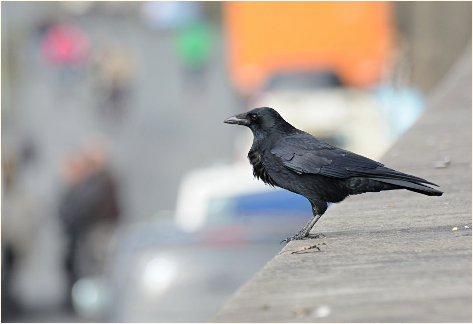 Rabenkrähe