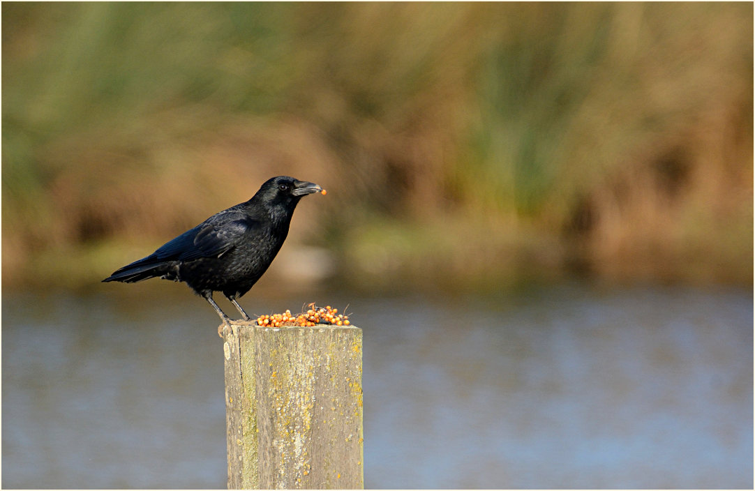 Rabenkrähe genießt Sanddorn