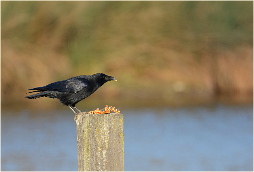 Rabenkrähe genießt Sanddorn