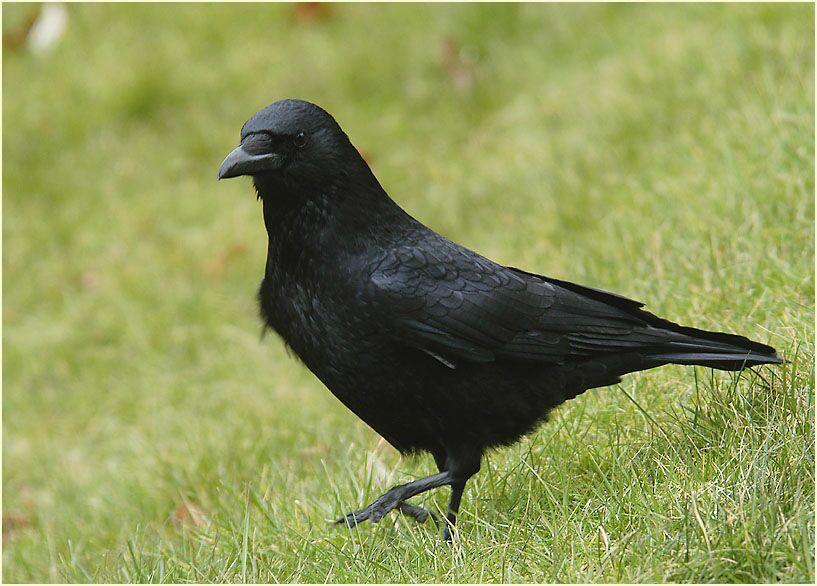 Rabenkrähe