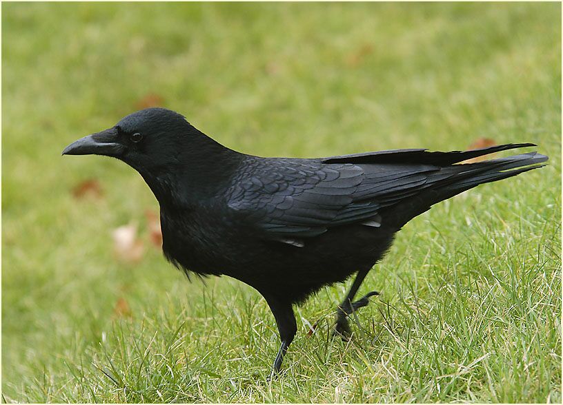 Rabenkrähe