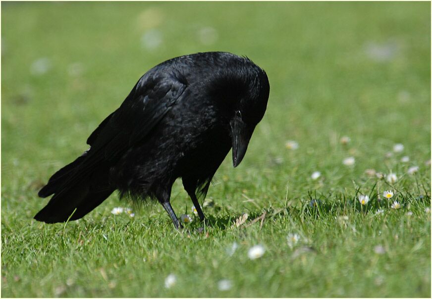 Rabenkrähe