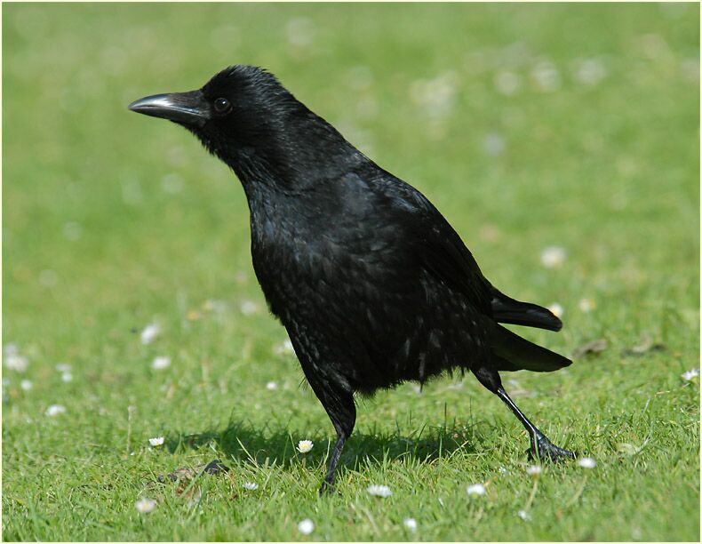 Rabenkrähe