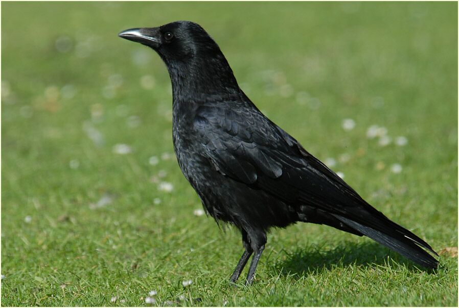 Rabenkrähe