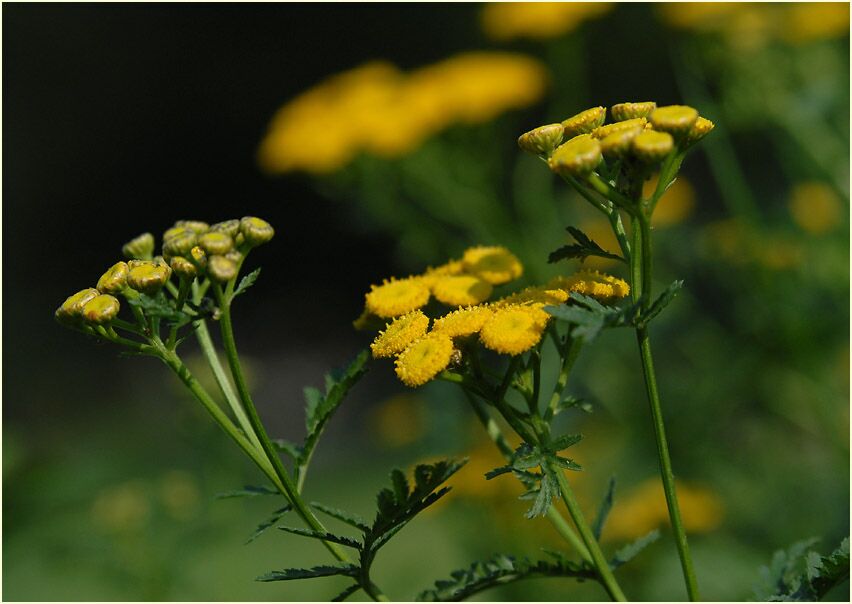 Rainfarn (Chrysanthemum vulgare)