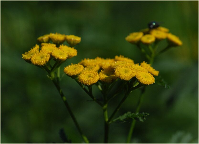 Rainfarn (Chrysanthemum vulgare)