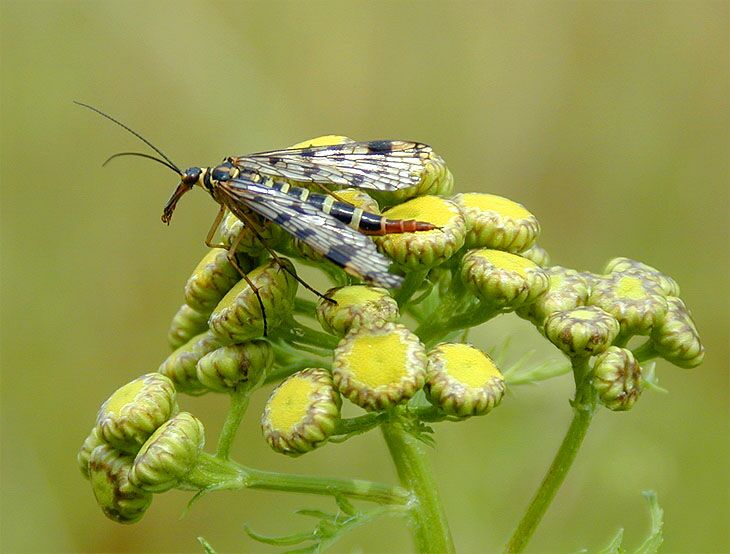 Skorpionsfliegenweibchen auf Rainfarn (Chrysanthemum vulgare)