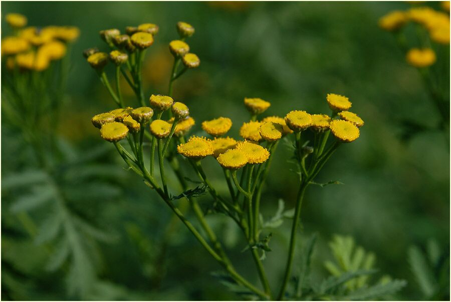 Rainfarn (Chrysanthemum vulgare)