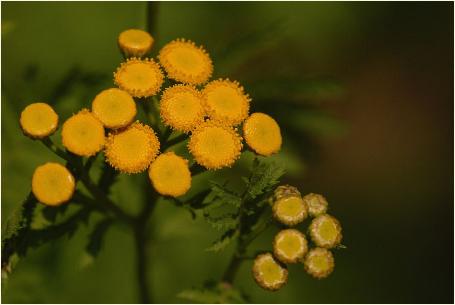 Rainfarn (Chrysanthemum vulgare)