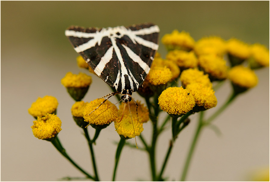 Rainfarn (Chrysanthemum vulgare)