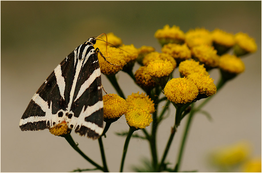 Rainfarn (Chrysanthemum vulgare)