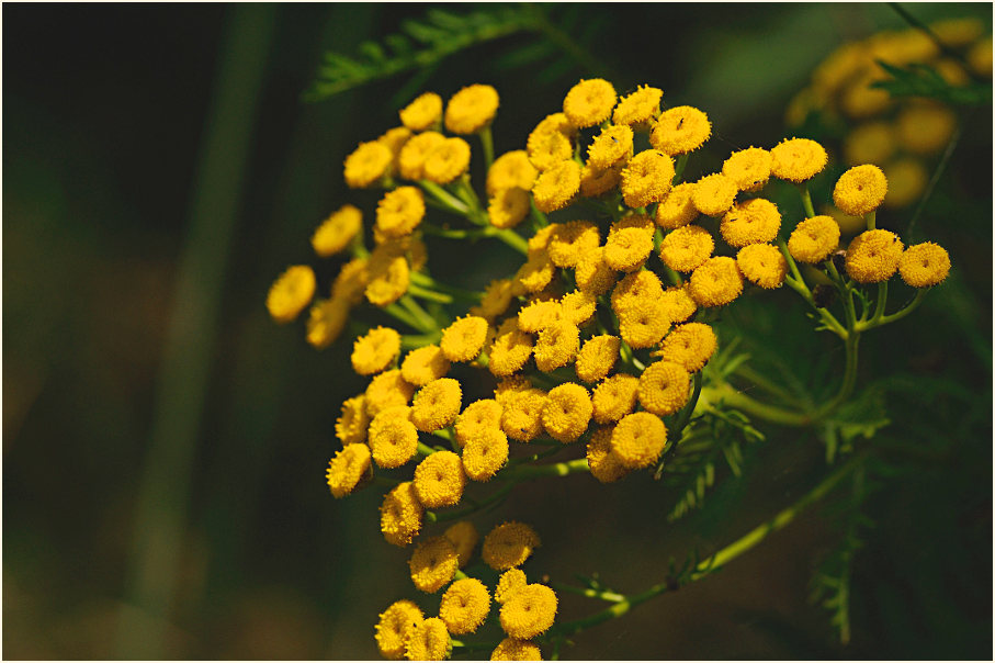 Rainfarn (Chrysanthemum vulgare)