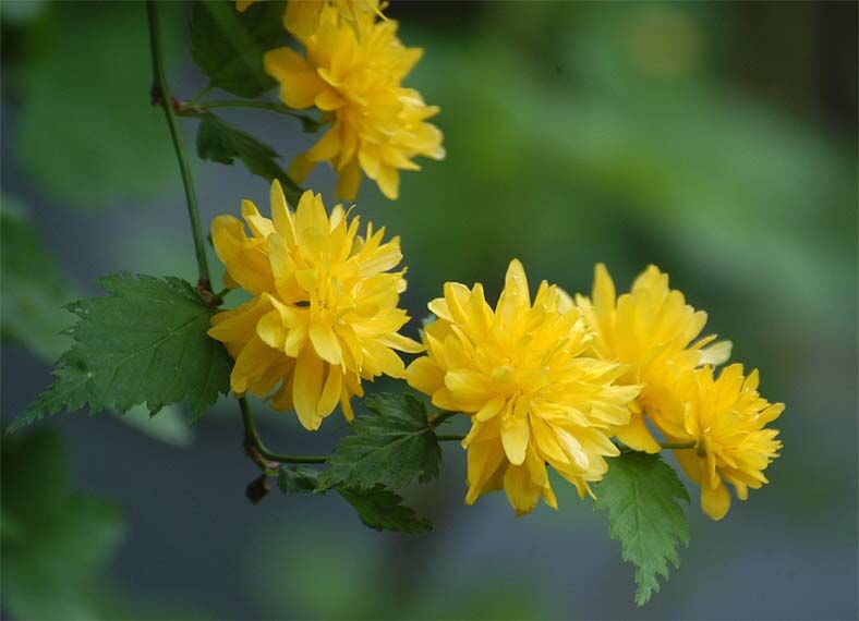 Ranunkelstrauch (Kerria japonica)