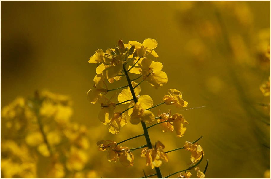 Raps (Brassica napus)