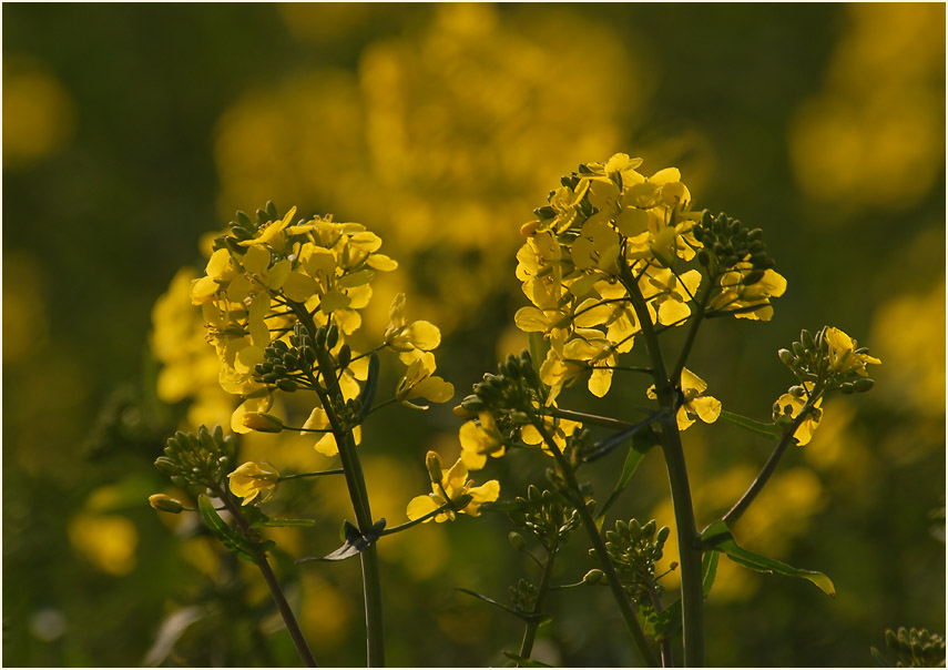 Raps (Brassica napus)