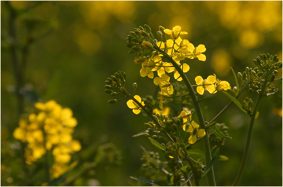 Raps (Brassica napus)