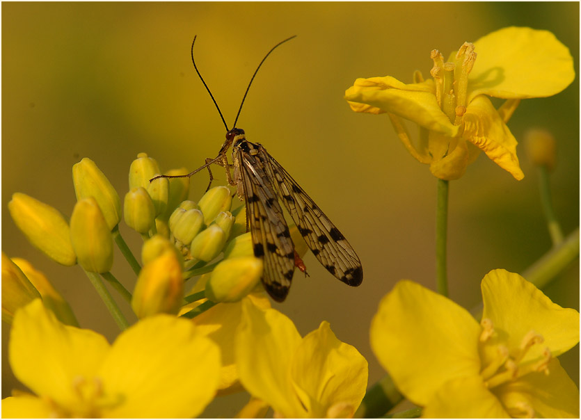 Raps (Brassica napus)