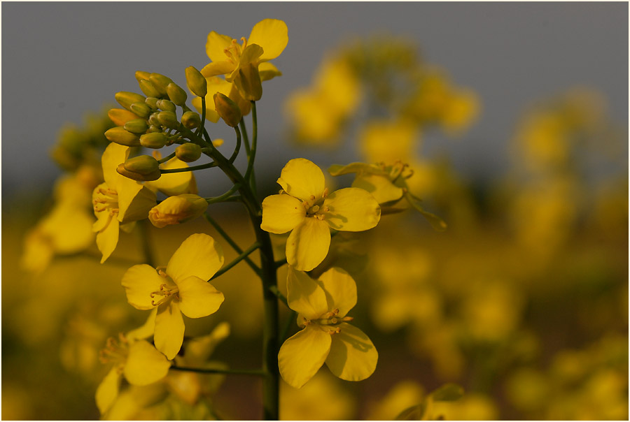 Raps (Brassica napus)