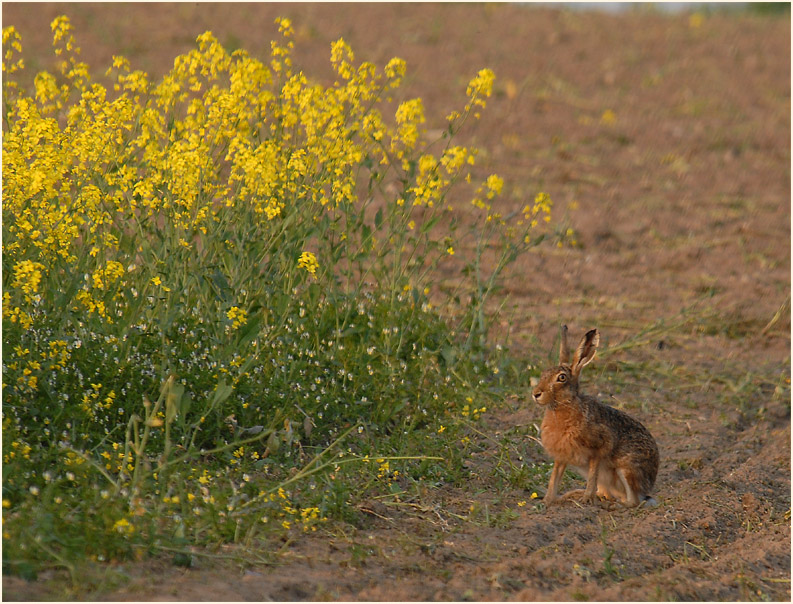 Raps (Brassica napus)