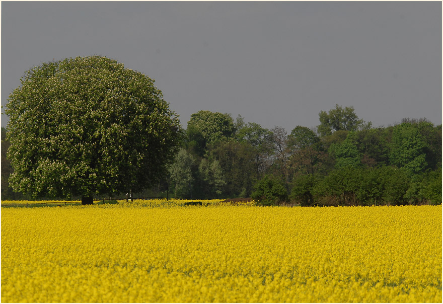 Raps (Brassica napus)